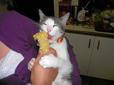 Help om Sokkies te vind
